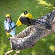 Best Grass Overseeding  in Santa Teresa, NM