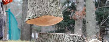 Best Emergency Tree Removal  in Santa Teresa, NM