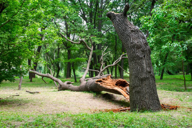 Best Stump Grinding and Removal  in Santa Teresa, NM