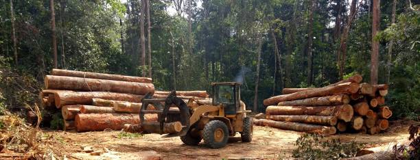 How Our Tree Care Process Works  in  Santa Teresa, NM