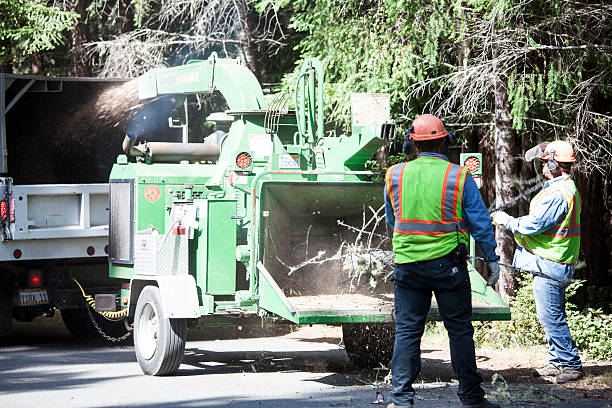 Best Tree Mulching  in Santa Teresa, NM