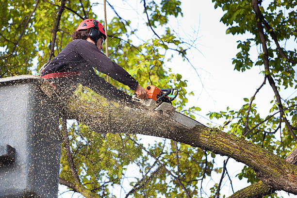 Trusted Santa Teresa, NM Tree Care Experts